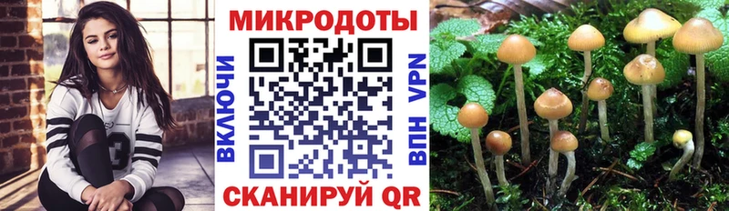 Галлюциногенные грибы Psilocybine cubensis Донской